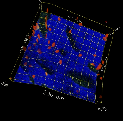 Figure 2: Distortions due to tracker miscalibration in the immersive visualization environment.  The grid lines should be straight; they bend at the points where they cross the boundaries between screens in the immersive environment.
    
