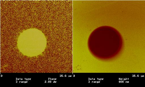 MFM/AFM image of Ni on Cu (100)