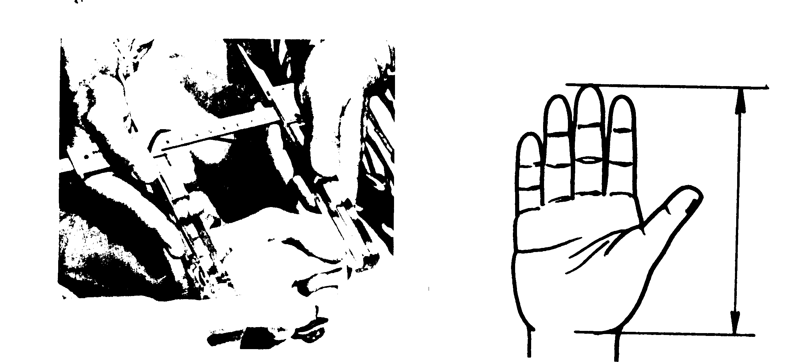 Physical Characteristics of Children